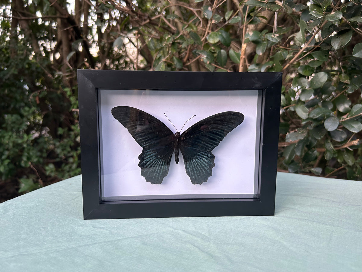 Papilio memnon agenor — Great Mormon