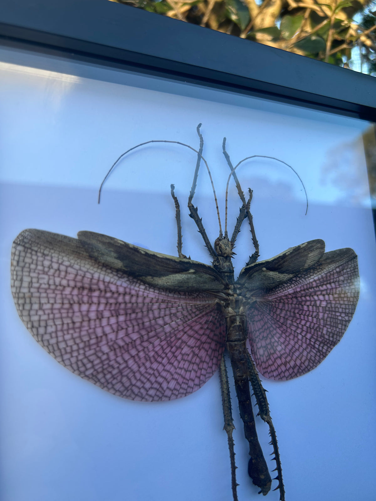 Heteropteryx dilatata — Jungle Nymph (Male)