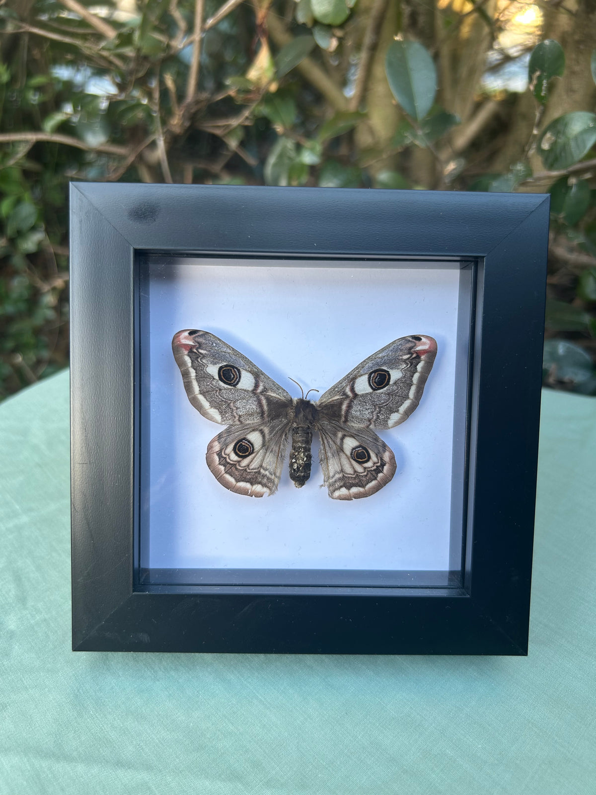 Saturnia pavonia — Small Emperor Moth