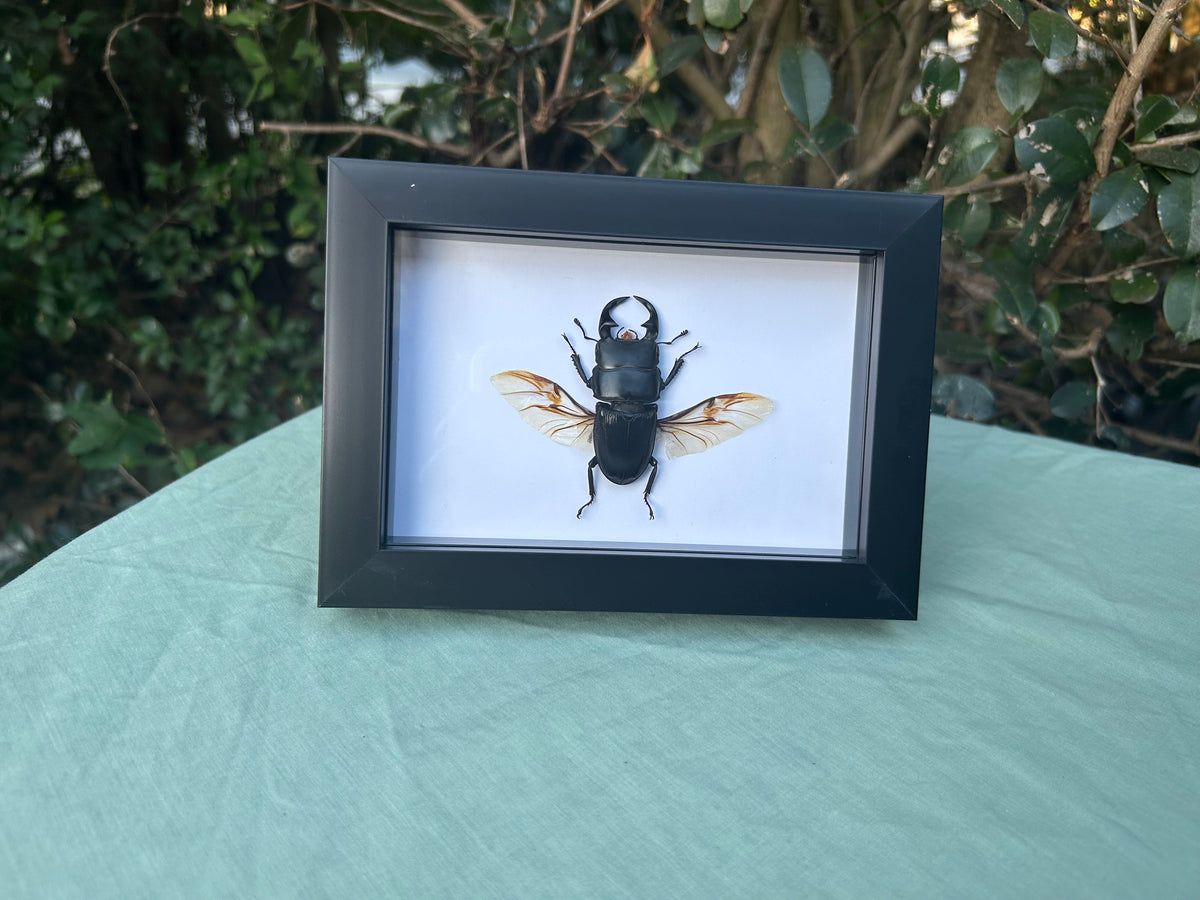 Dorcus alcides — Alcides Stag Beetle
