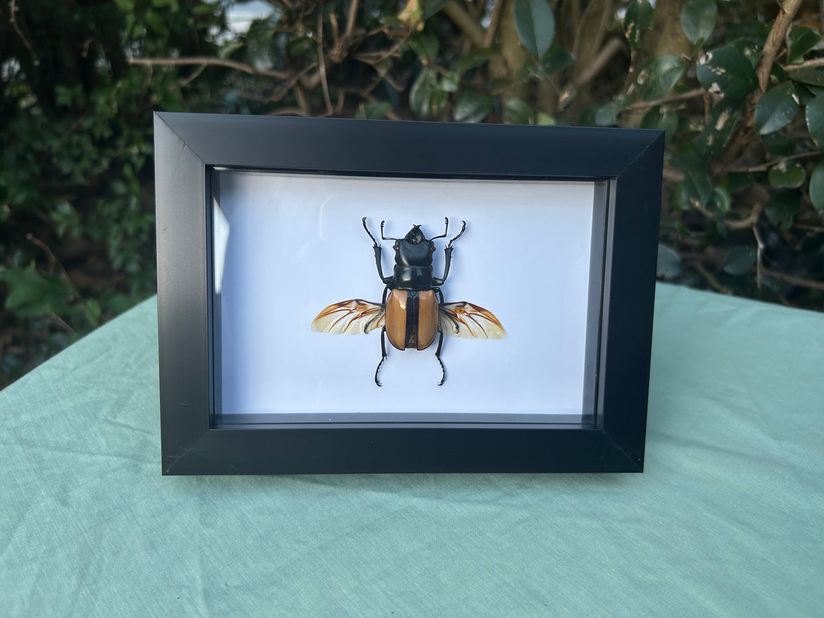 Odontolabis ludekingi — Ludeking’s Stag Beetle
