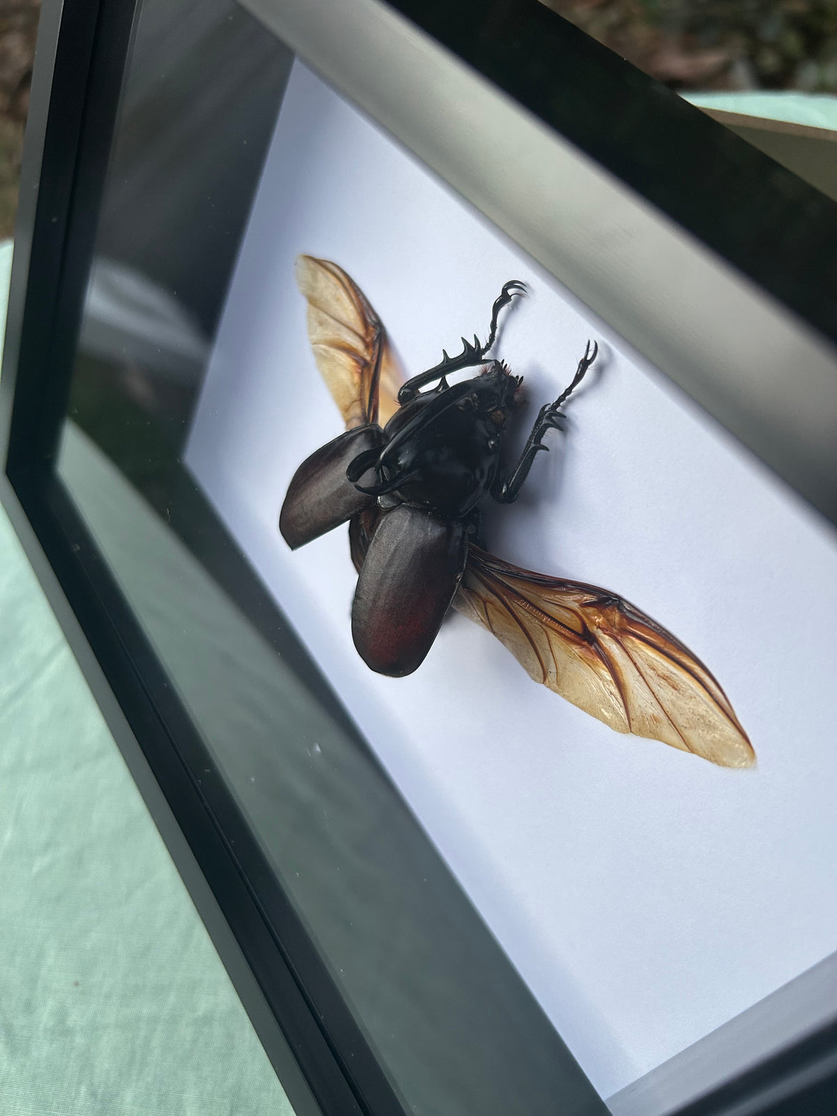 Eupatorus birmanicus — Rabbit Ears Rhinoceros Beetle