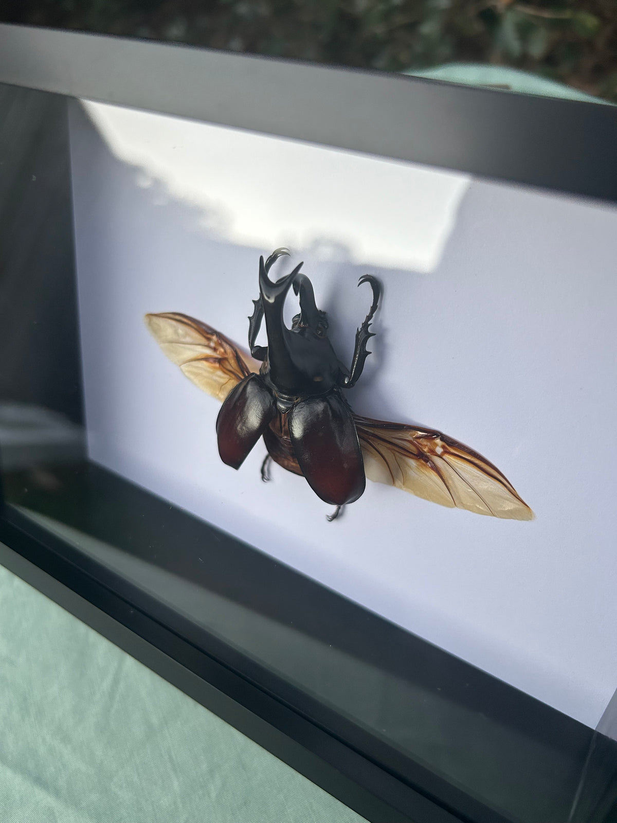 Xylotrupes gideon — Brown Rhinoceros Beetle