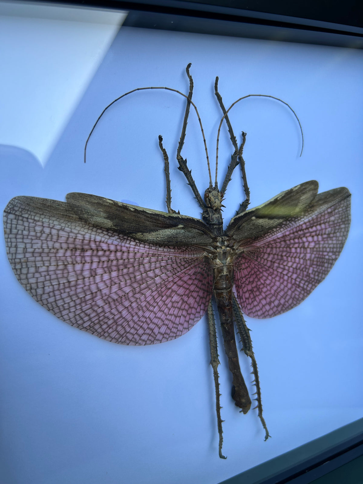 Heteropteryx dilatata — Jungle Nymph (Male)