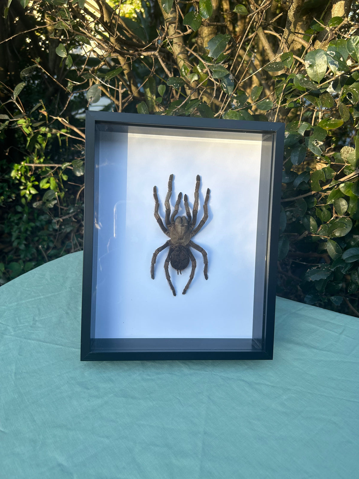 Acanthoscurria juruenicola — Tarantula
