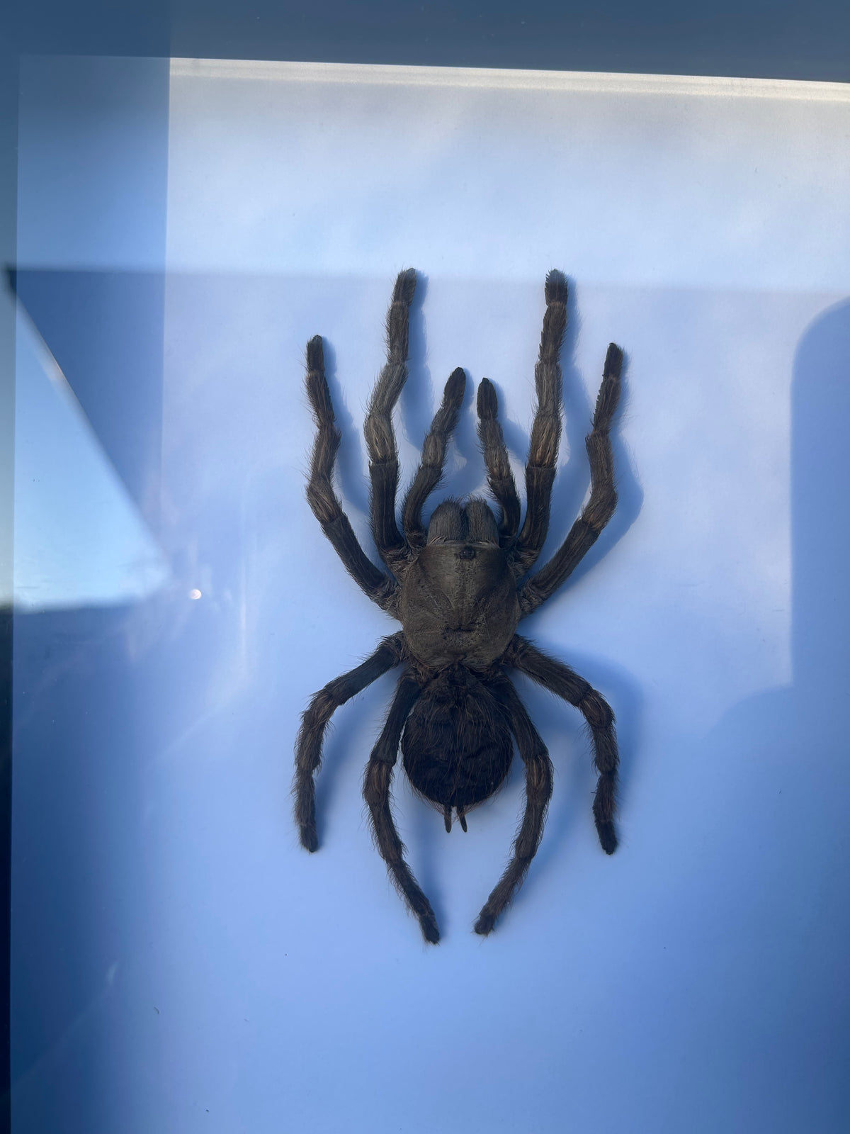 Acanthoscurria juruenicola — Tarantula
