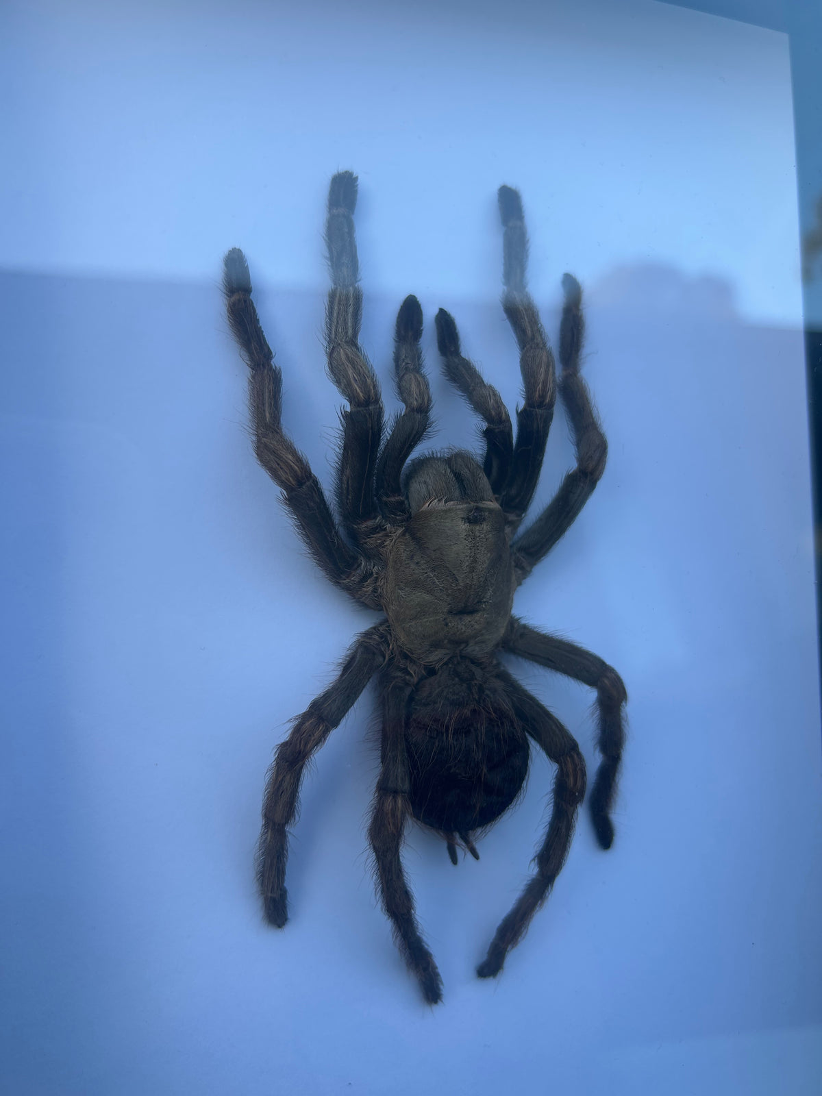 Acanthoscurria juruenicola — Tarantula