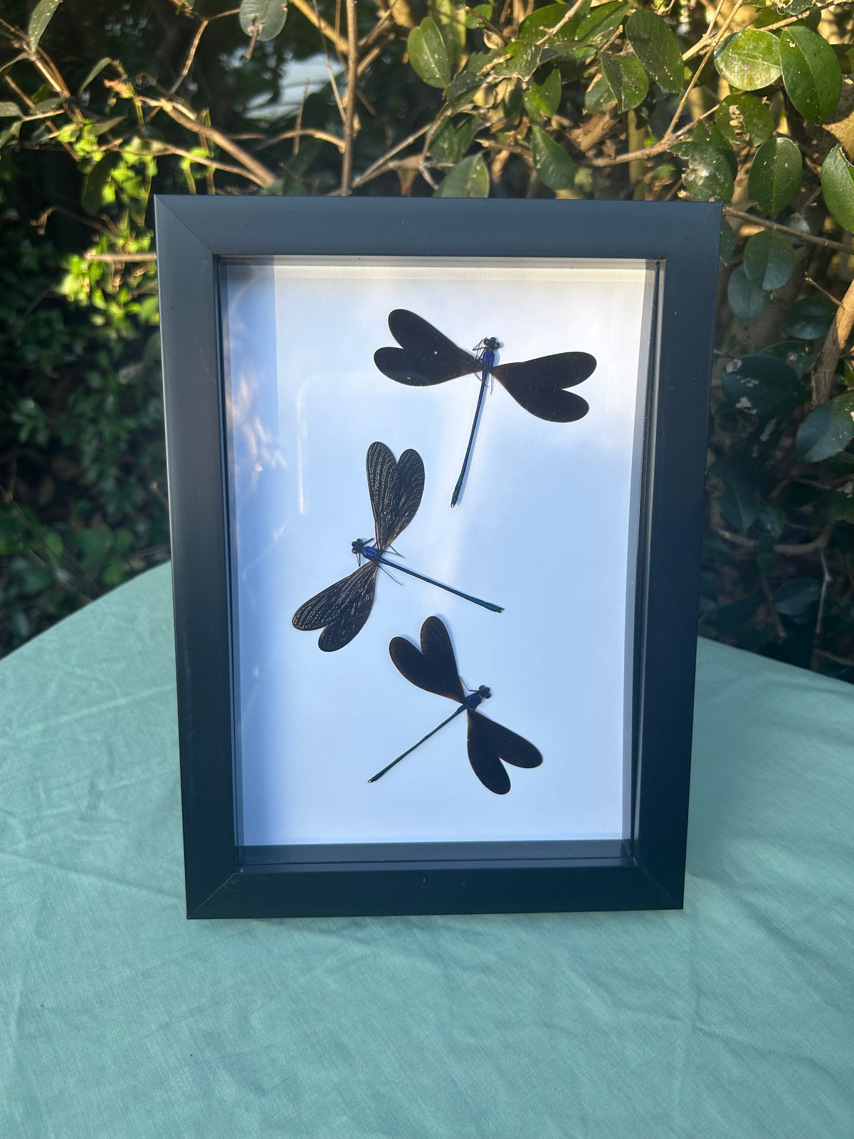 Vestalis luctuosa  — Metallic Damselfly Trio