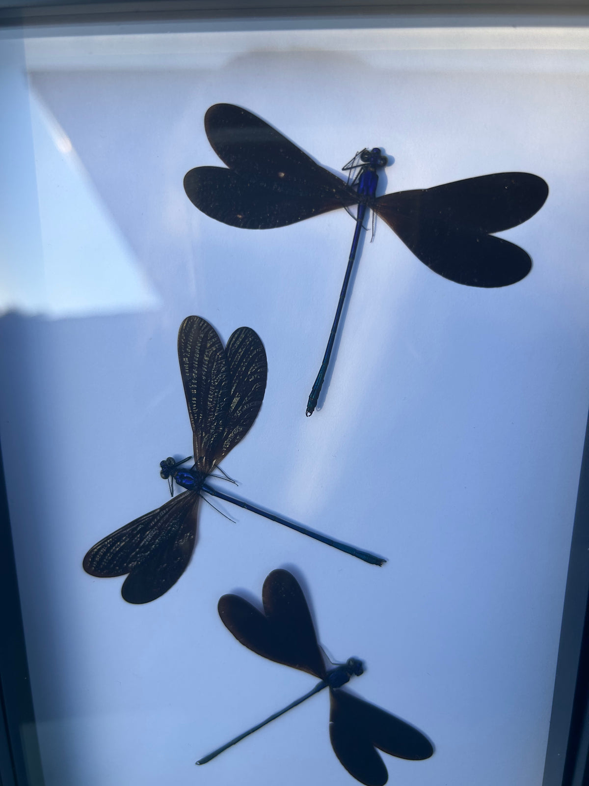 Vestalis luctuosa  — Metallic Damselfly Trio