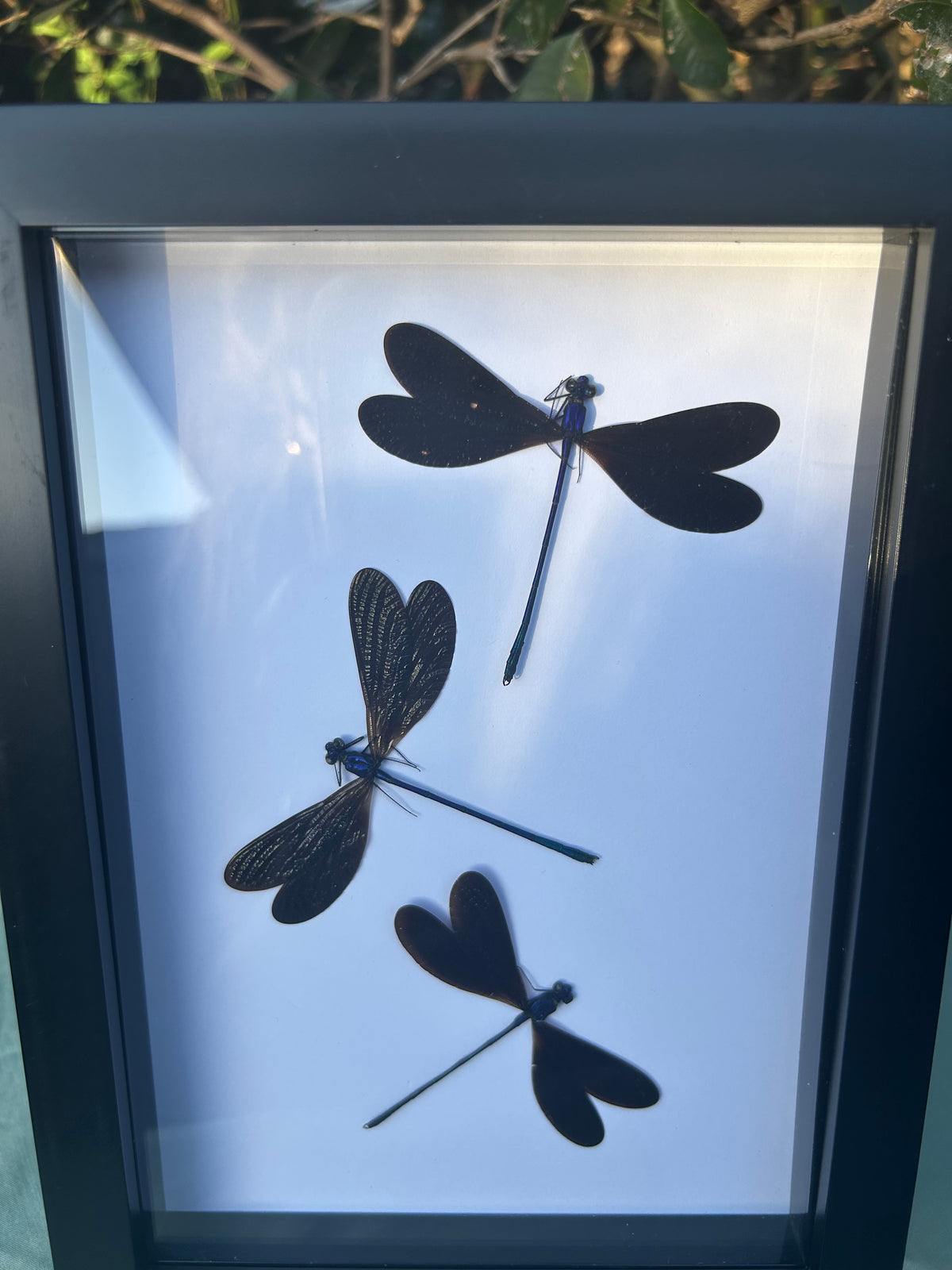 Vestalis luctuosa  — Metallic Damselfly Trio