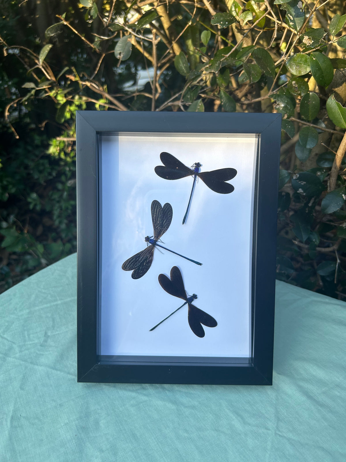 Vestalis luctuosa  — Metallic Damselfly Trio