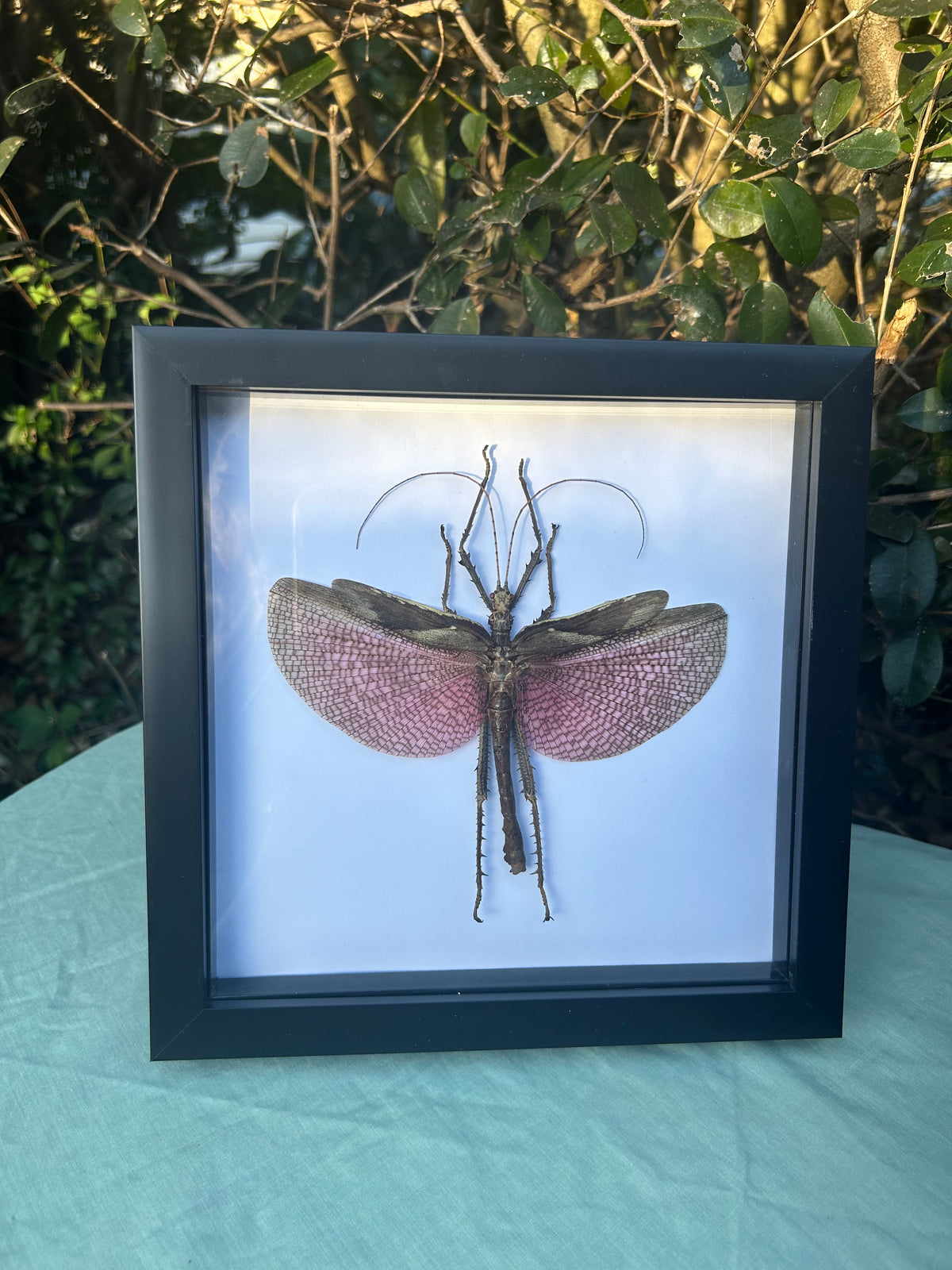 Heteropteryx dilatata — Jungle Nymph (Male)