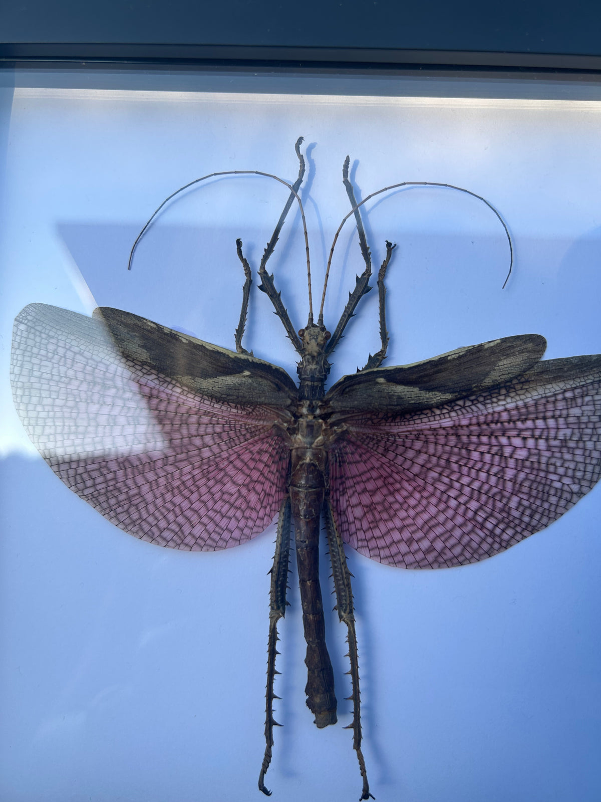 Heteropteryx dilatata — Jungle Nymph (Male)