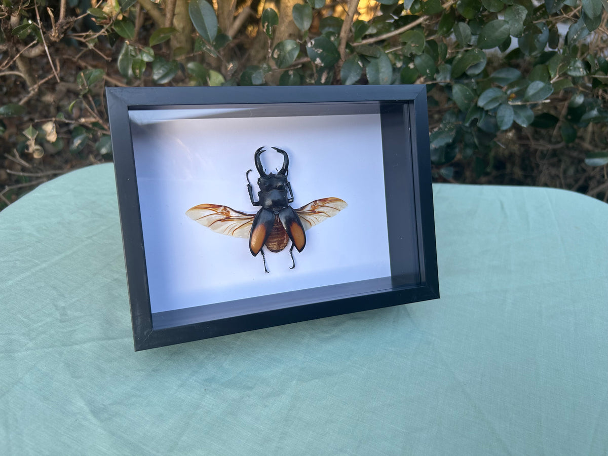 Hexarthrius parryi paradoxus — Fighting Giant Stag Beetle