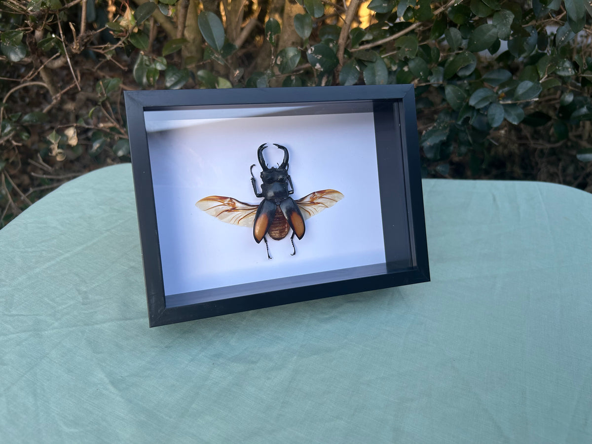 Hexarthrius parryi paradoxus — Fighting Giant Stag Beetle