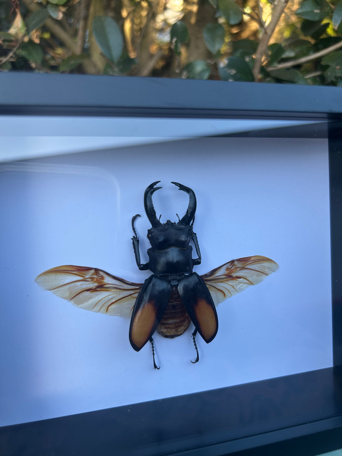 Hexarthrius parryi paradoxus — Fighting Giant Stag Beetle