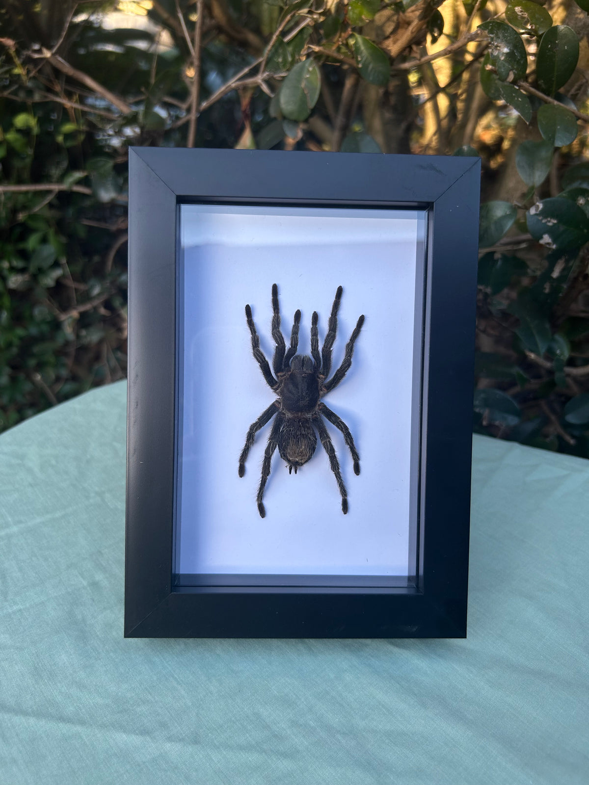 Hapalotremus carabaya — Peruvian Tarantula