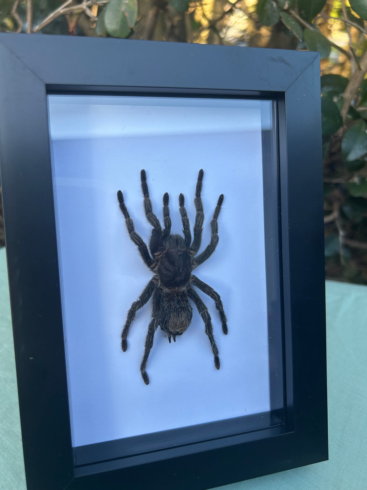 Hapalotremus carabaya — Peruvian Tarantula