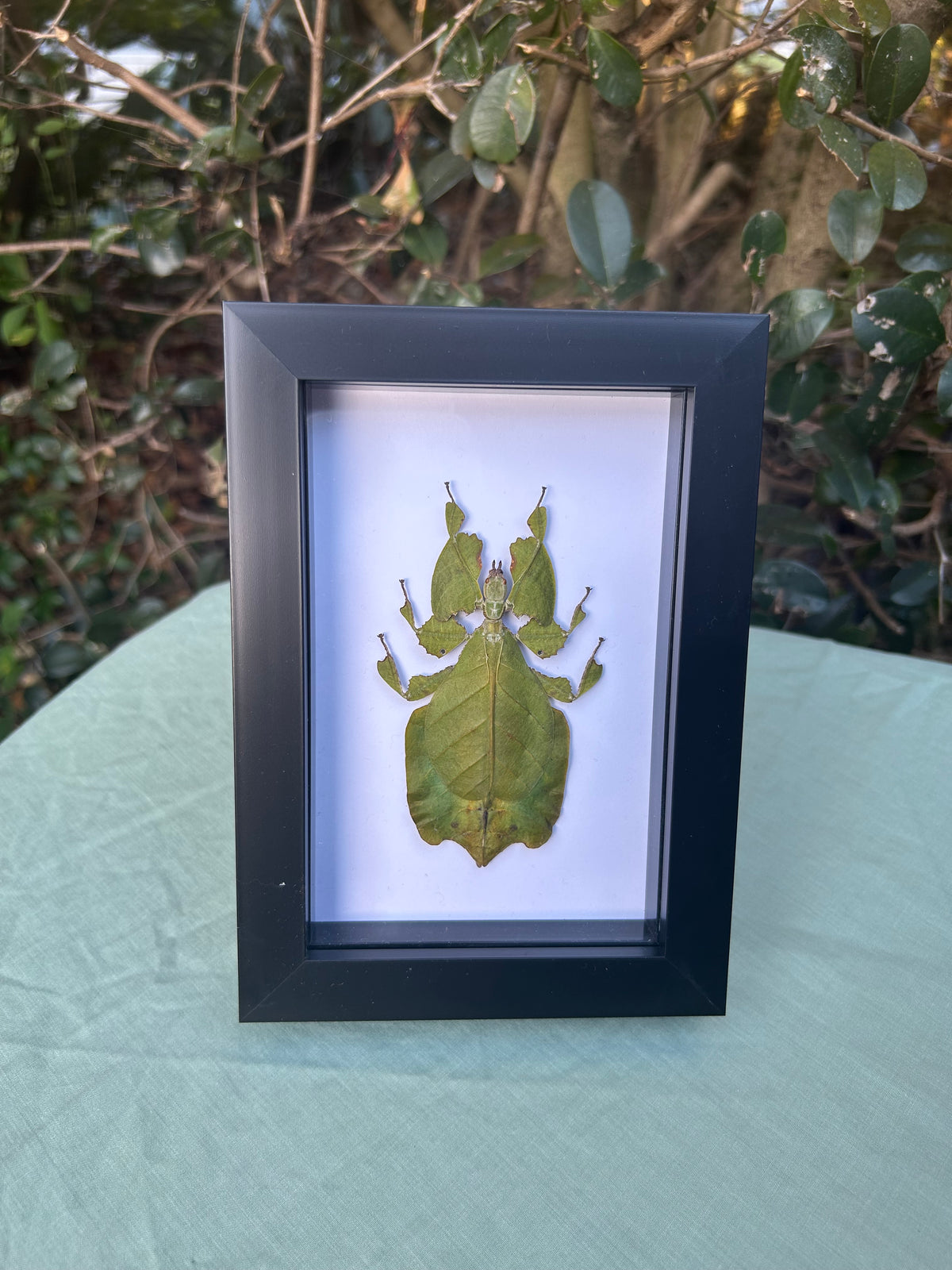 Phyllium giganteum — Giant Leaf Insect