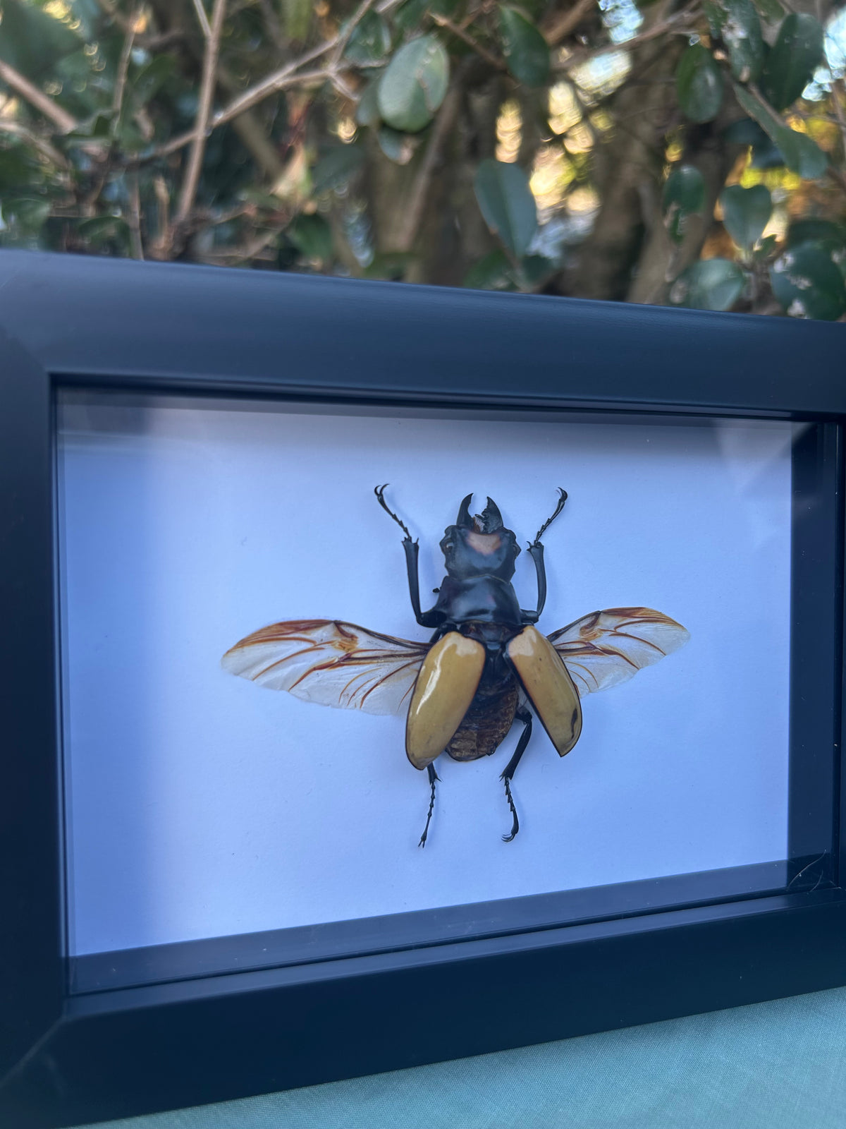Odontolabis spectabilis — Spectabilis Stag Beetle (40-45mm)