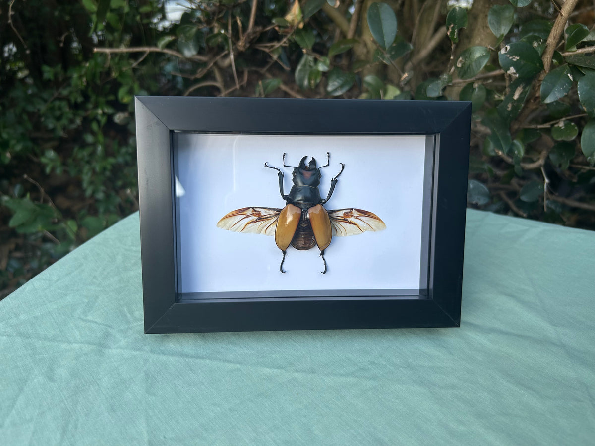 Odontolabis spectabilis — Spectabilis Stag Beetle (50-55mm)