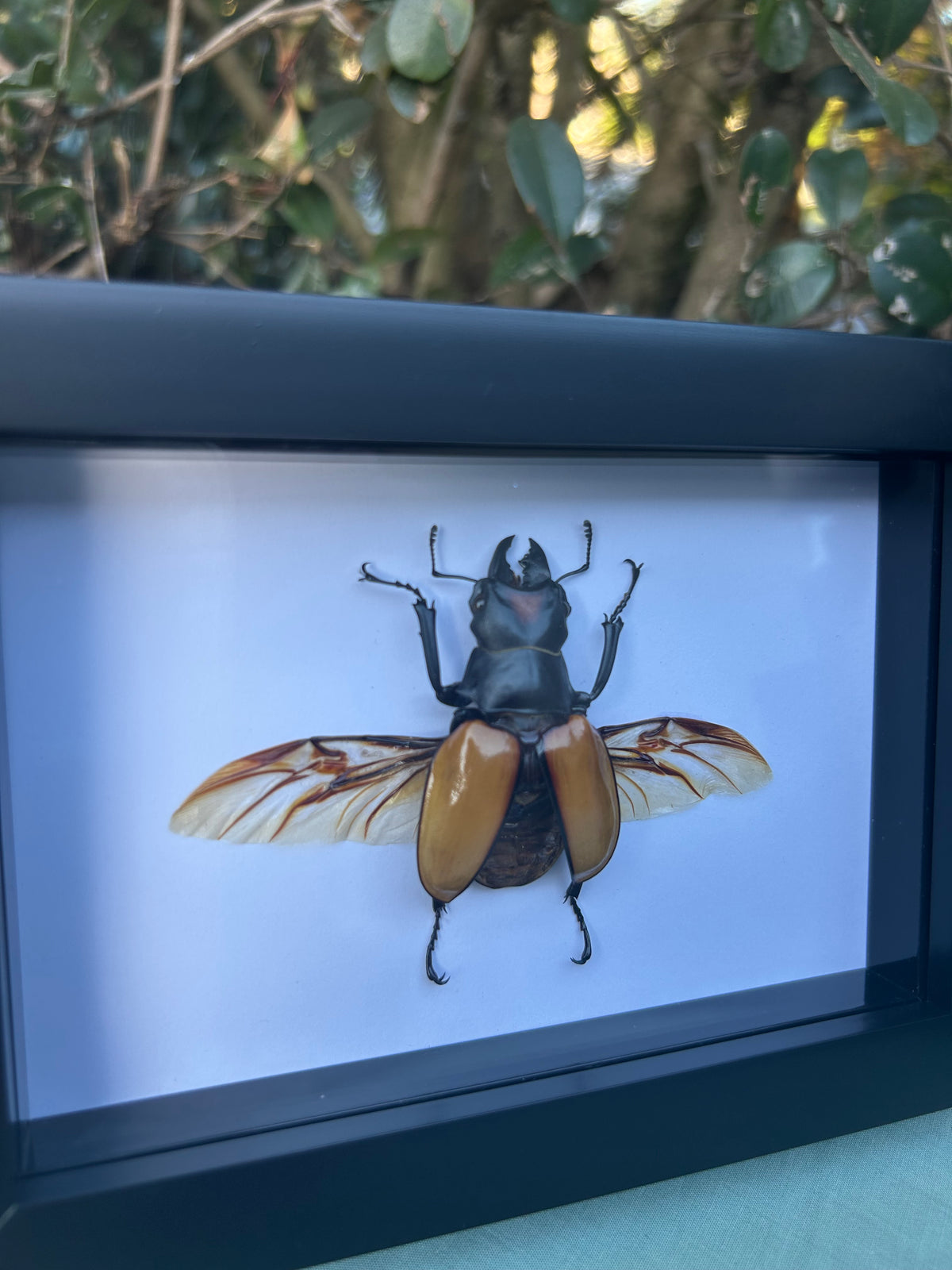 Odontolabis spectabilis — Spectabilis Stag Beetle (50-55mm)