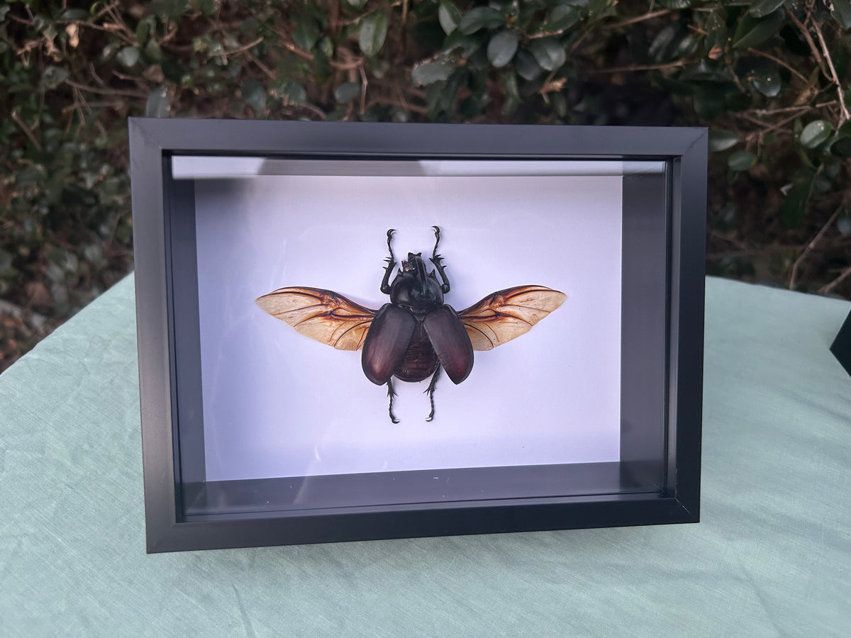 Eupatorus birmanicus  — Rabbit Ears Rhinoceros Beetle