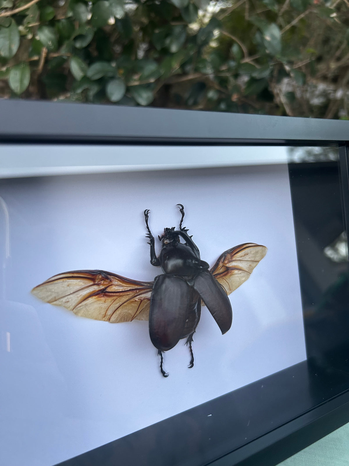 Eupatorus birmanicus  — Rabbit Ears Rhinoceros Beetle