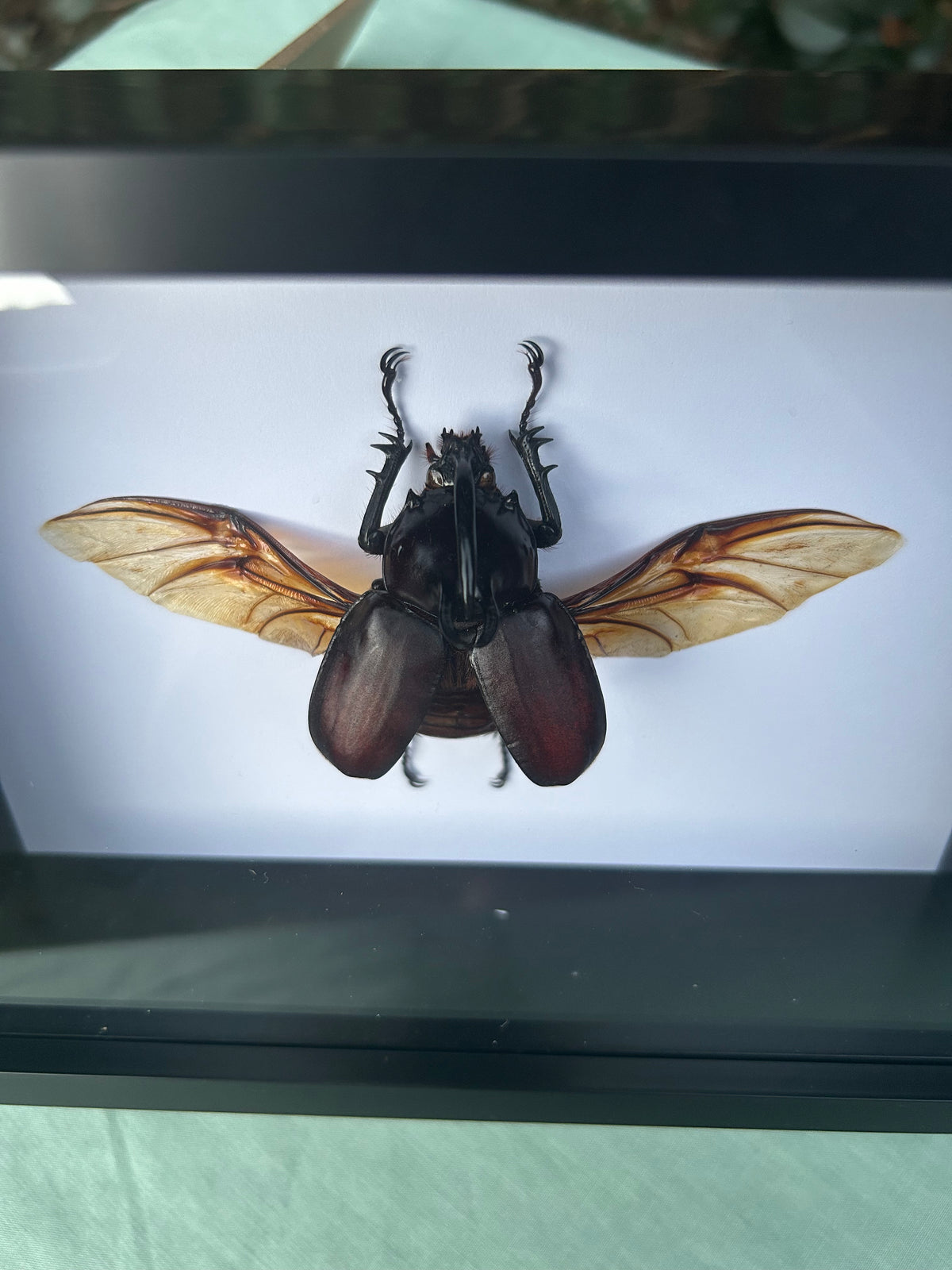Eupatorus birmanicus  — Rabbit Ears Rhinoceros Beetle