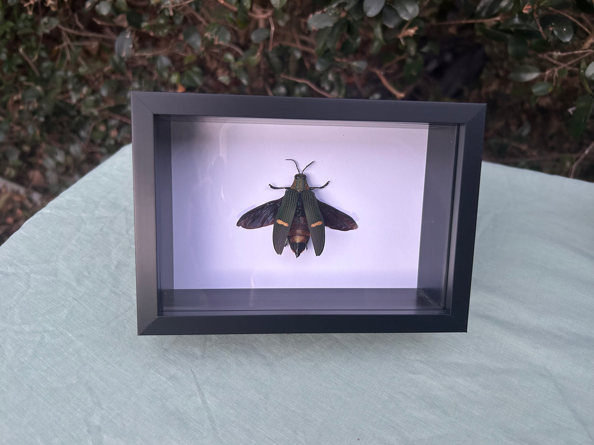Catoxantha opulenta — Green-banded Jewel Beetle