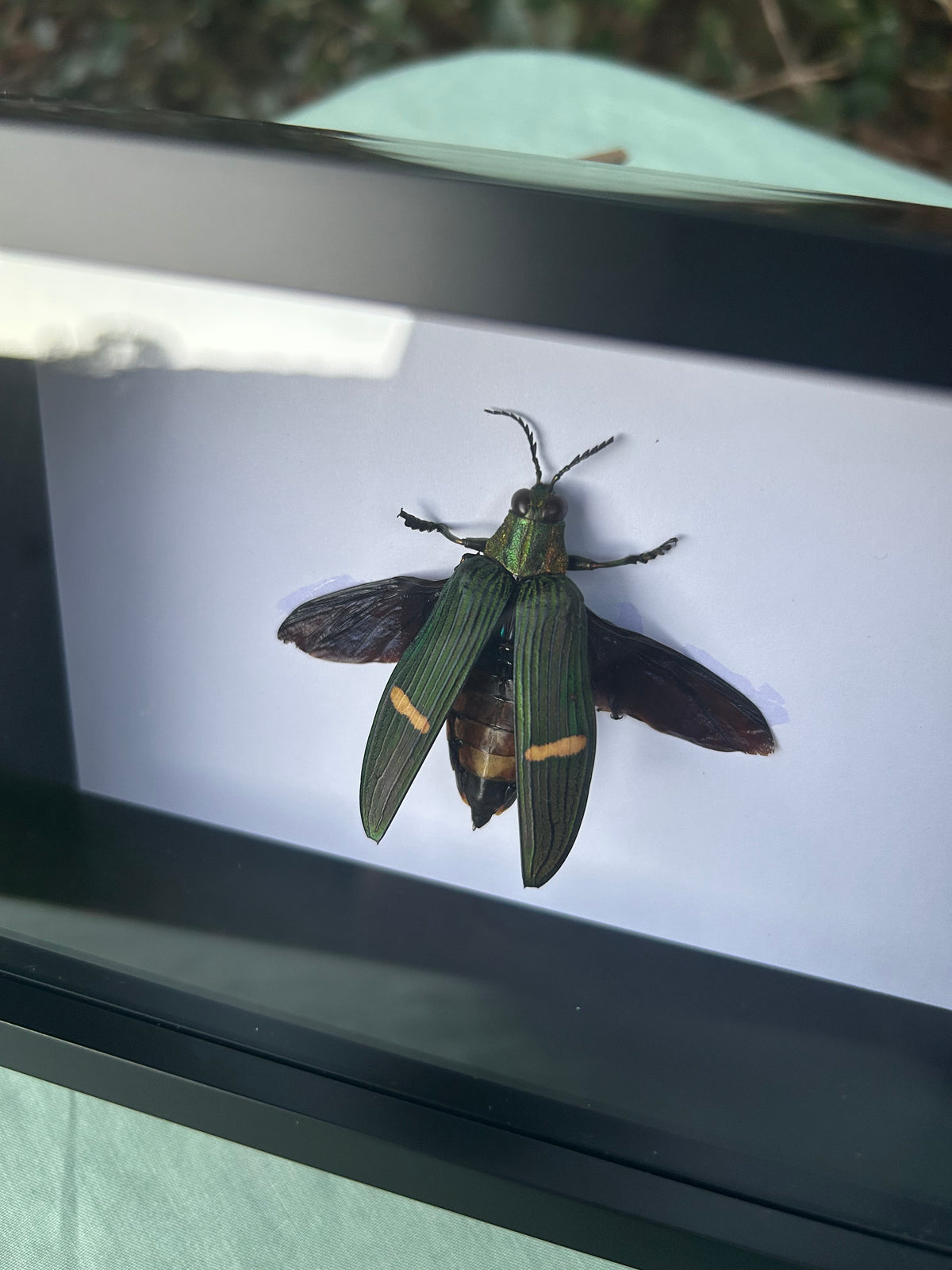 Catoxantha opulenta — Green-banded Jewel Beetle