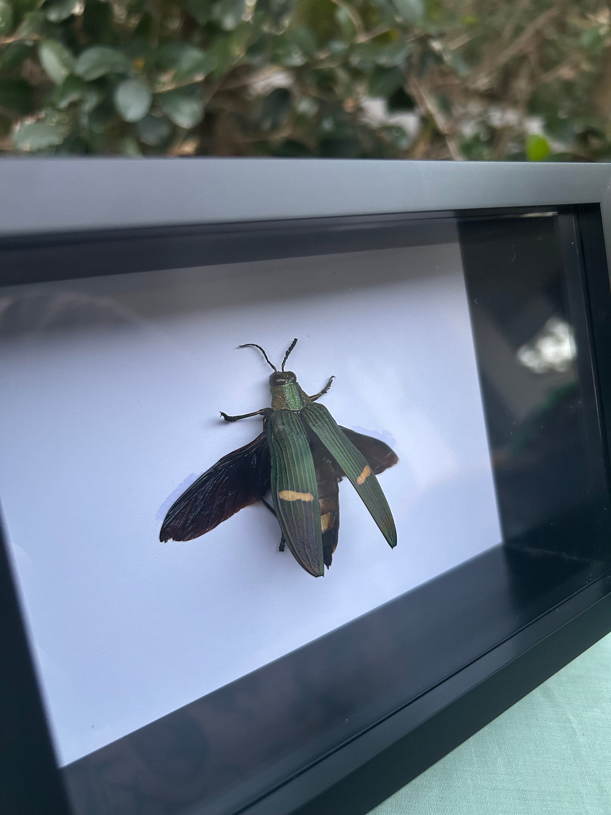 Catoxantha opulenta — Green-banded Jewel Beetle