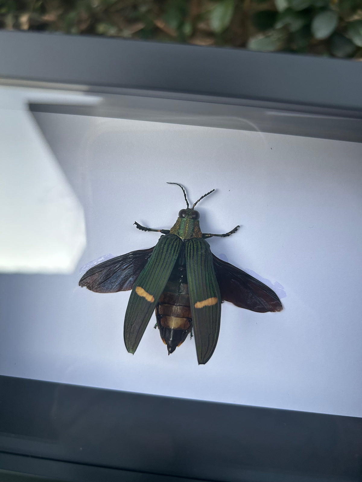 Catoxantha opulenta — Green-banded Jewel Beetle