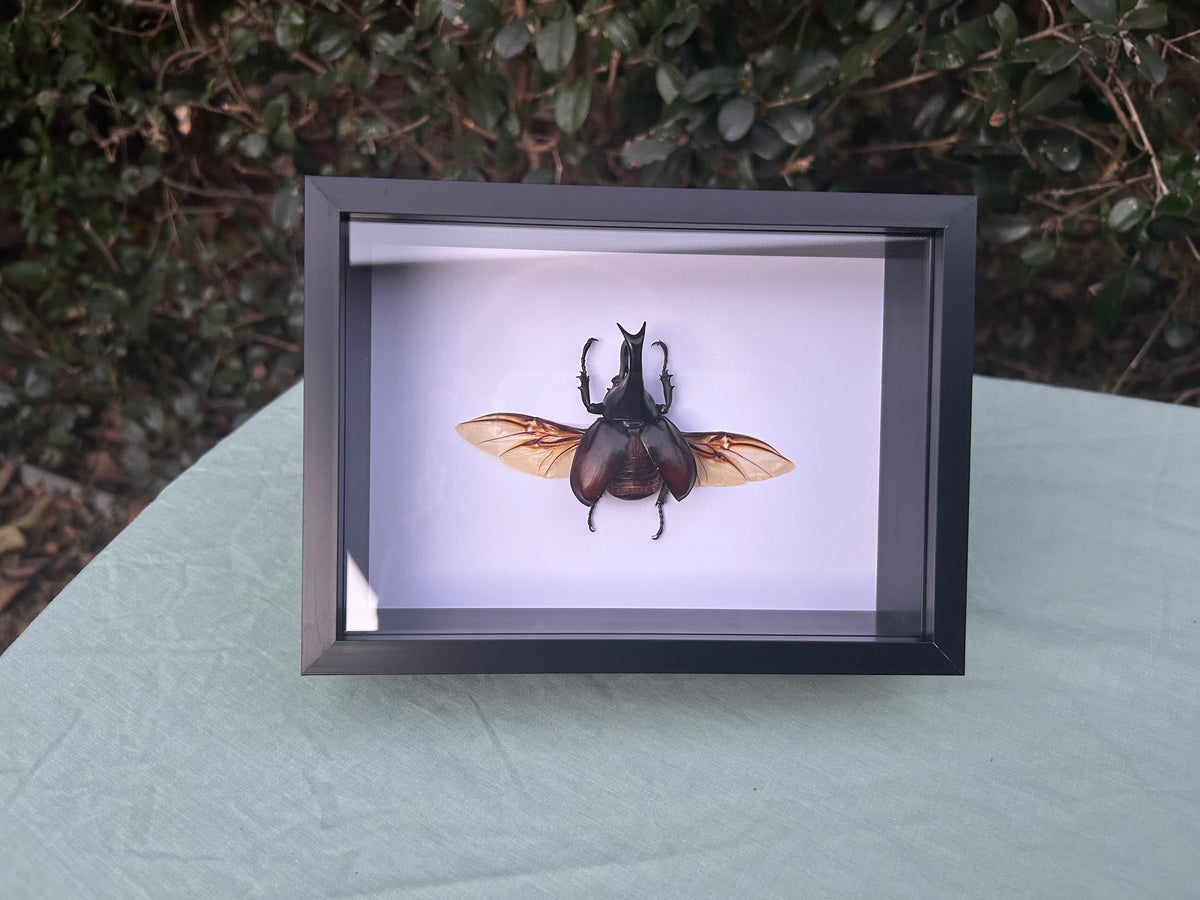 Xylotrupes gideon  — Brown Rhinoceros Beetle