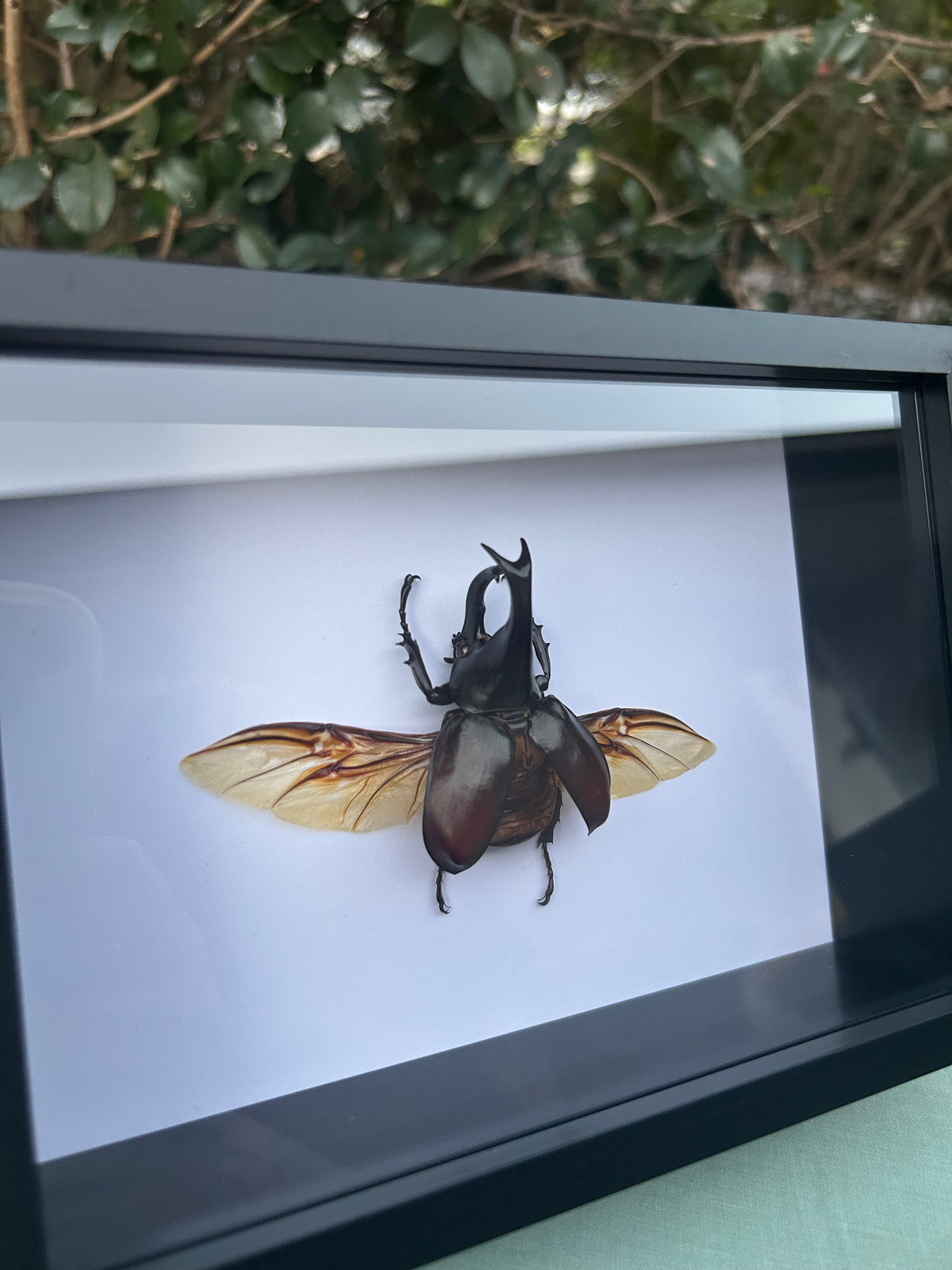 Xylotrupes gideon  — Brown Rhinoceros Beetle