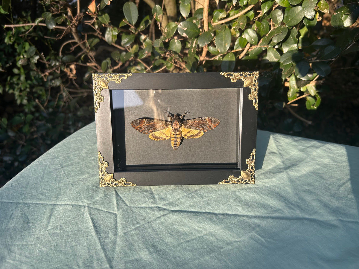 Acherontia atropos  — Death’s-head Hawkmoth