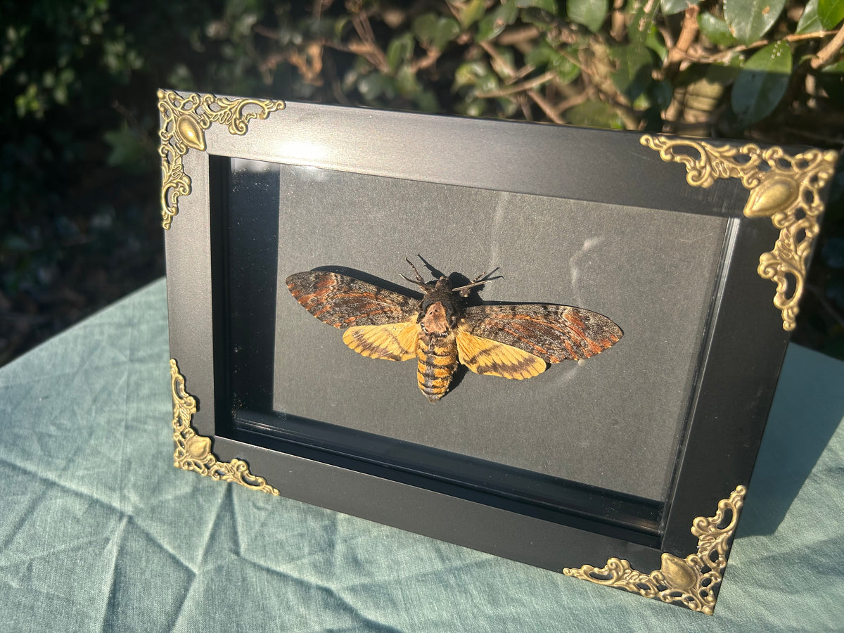 Acherontia atropos  — Death’s-head Hawkmoth
