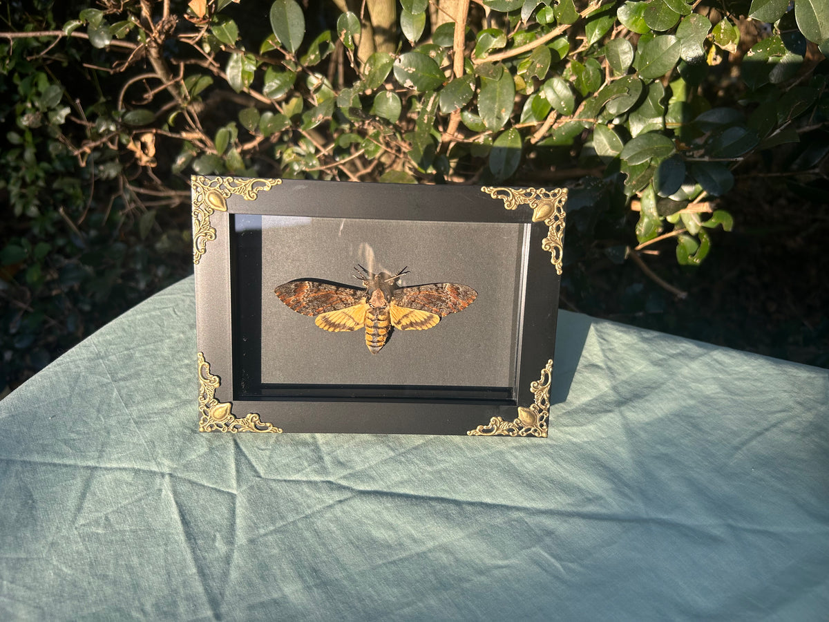 Acherontia atropos  — Death’s-head Hawkmoth