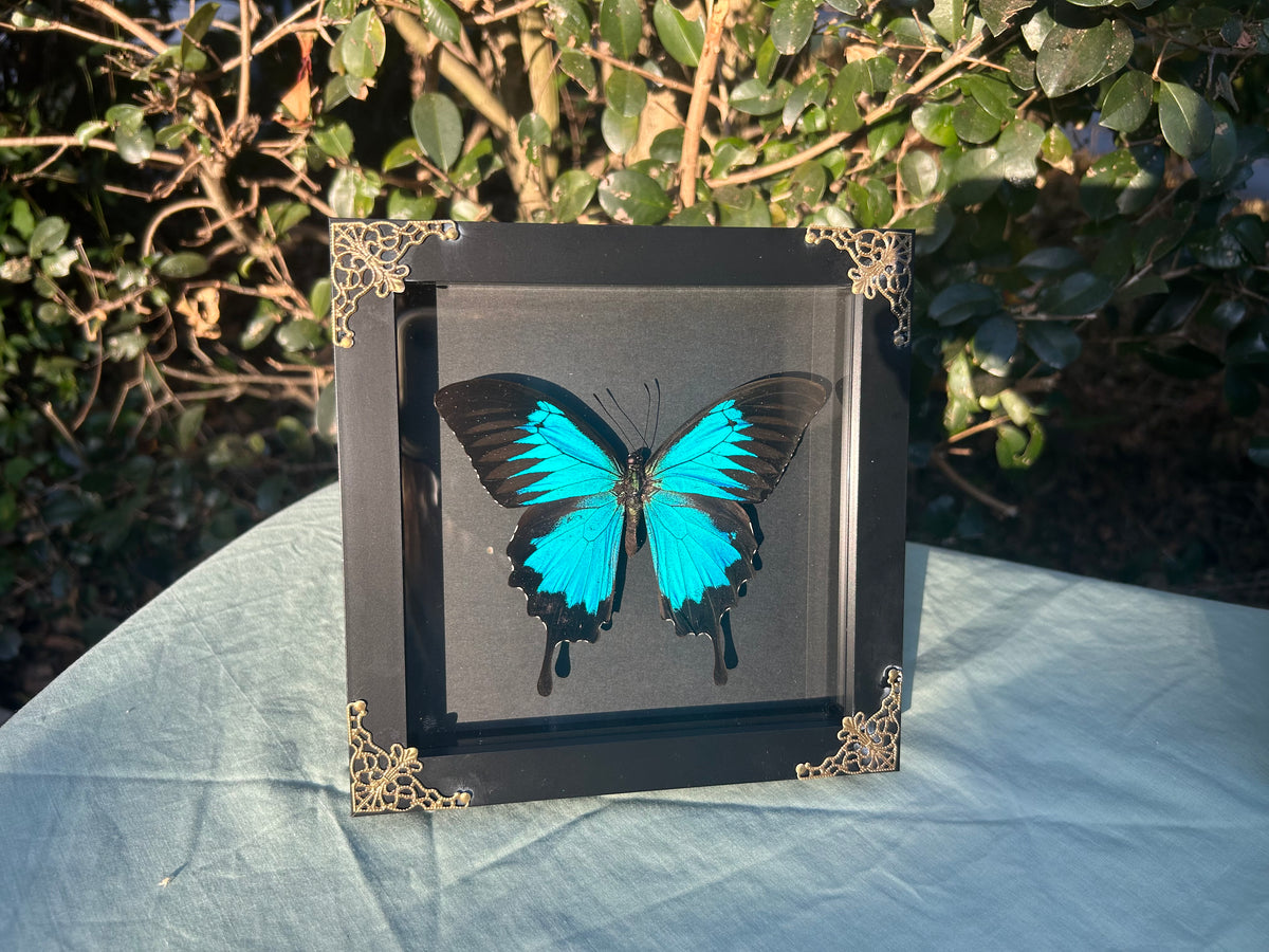 Papilio ulysses — Ulysses Butterfly