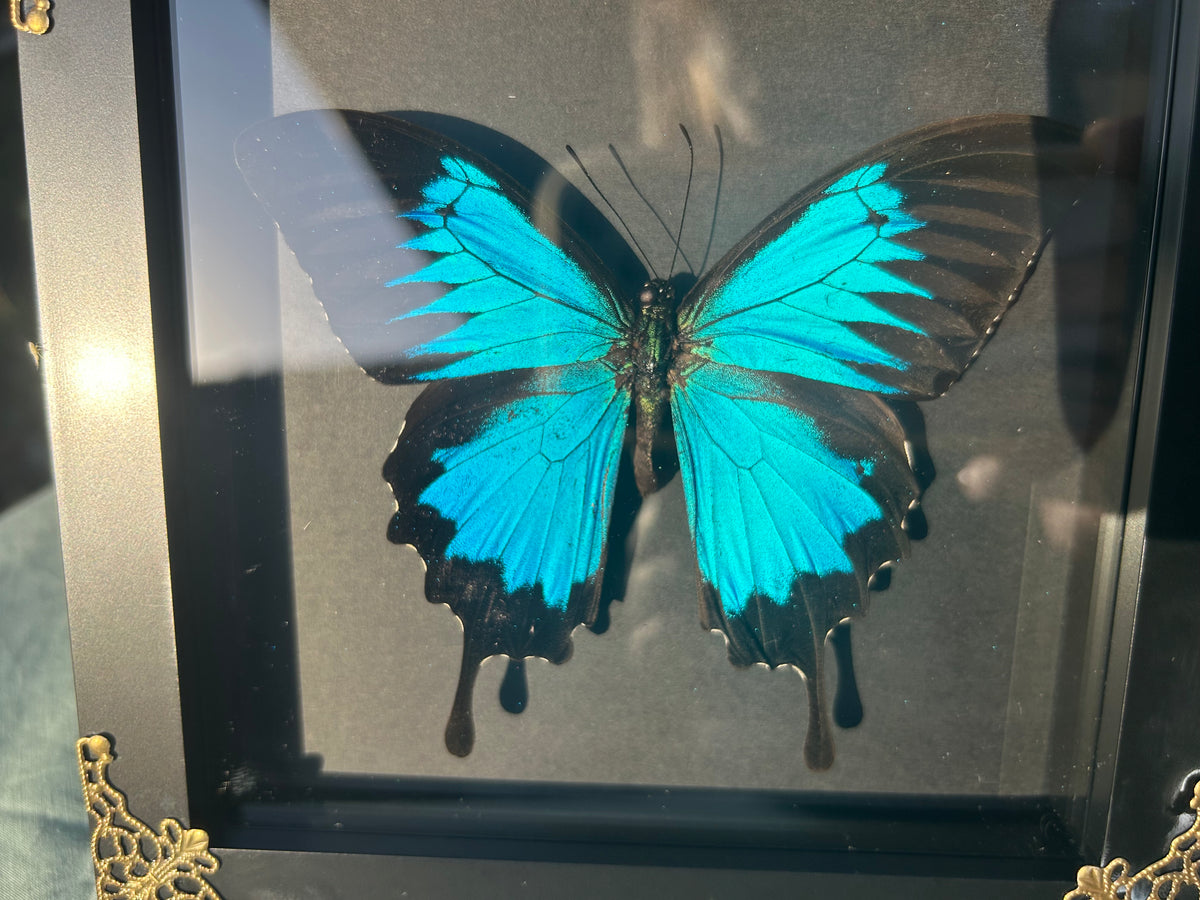 Papilio ulysses — Ulysses Butterfly