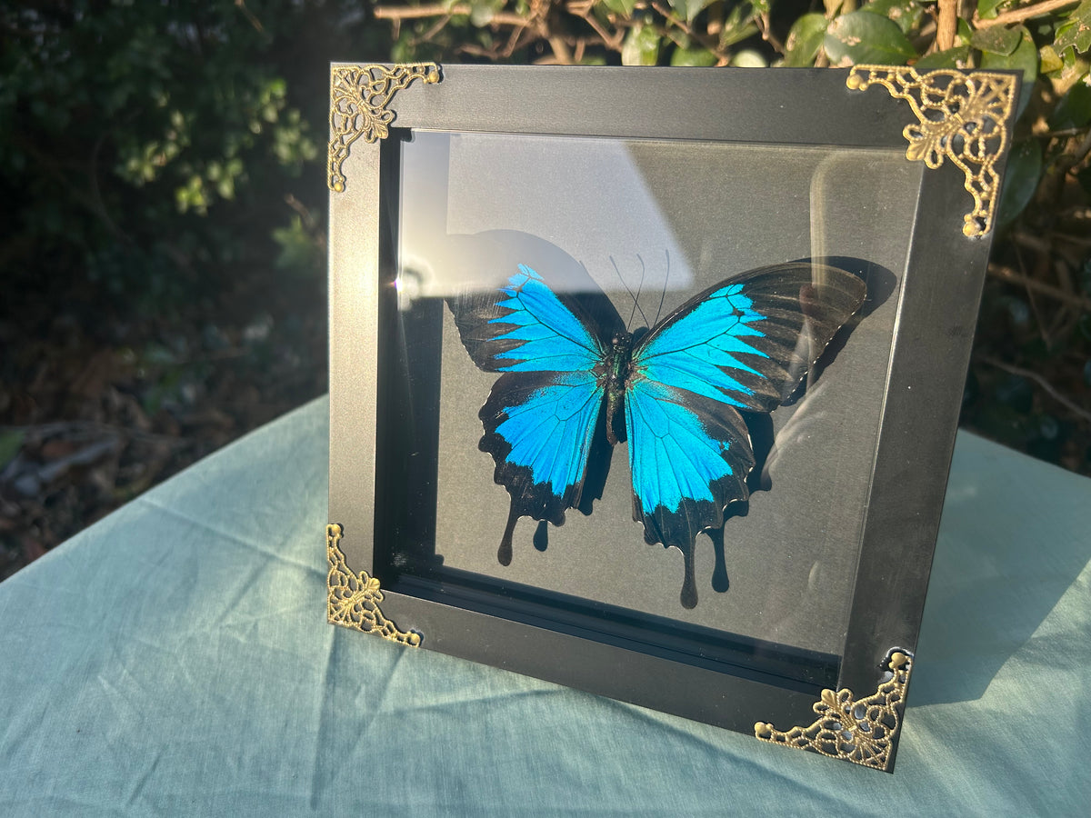 Papilio ulysses — Ulysses Butterfly