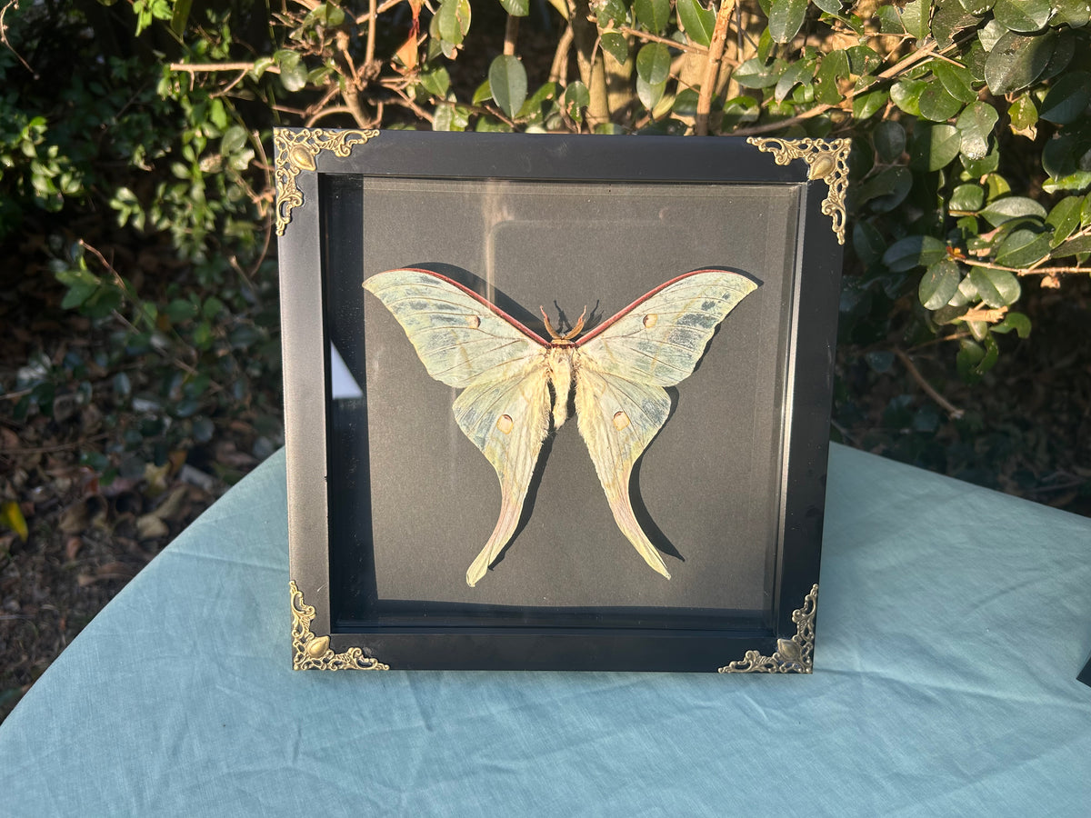 Actias selene — Indian Moon Moth