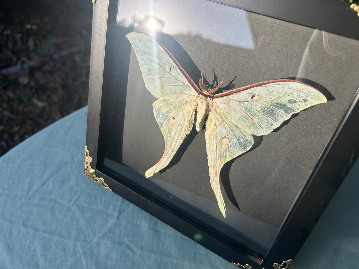 Actias selene — Indian Moon Moth