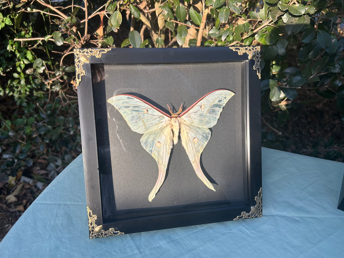 Actias selene — Indian Moon Moth