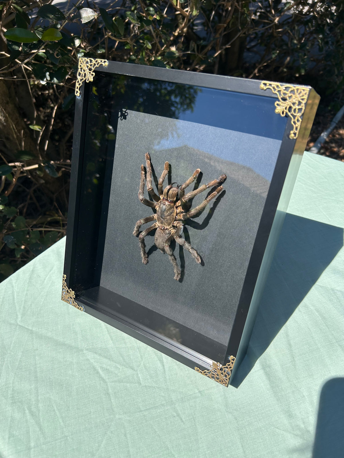 Cyriopagopus lividus — Cobalt Blue Tarantula