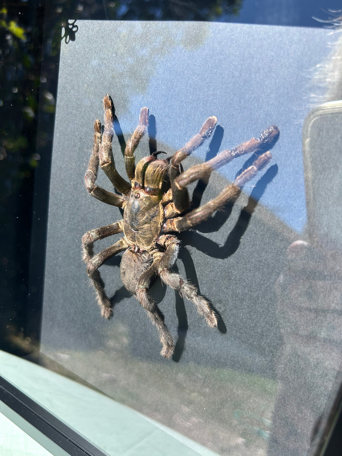 Cyriopagopus lividus — Cobalt Blue Tarantula