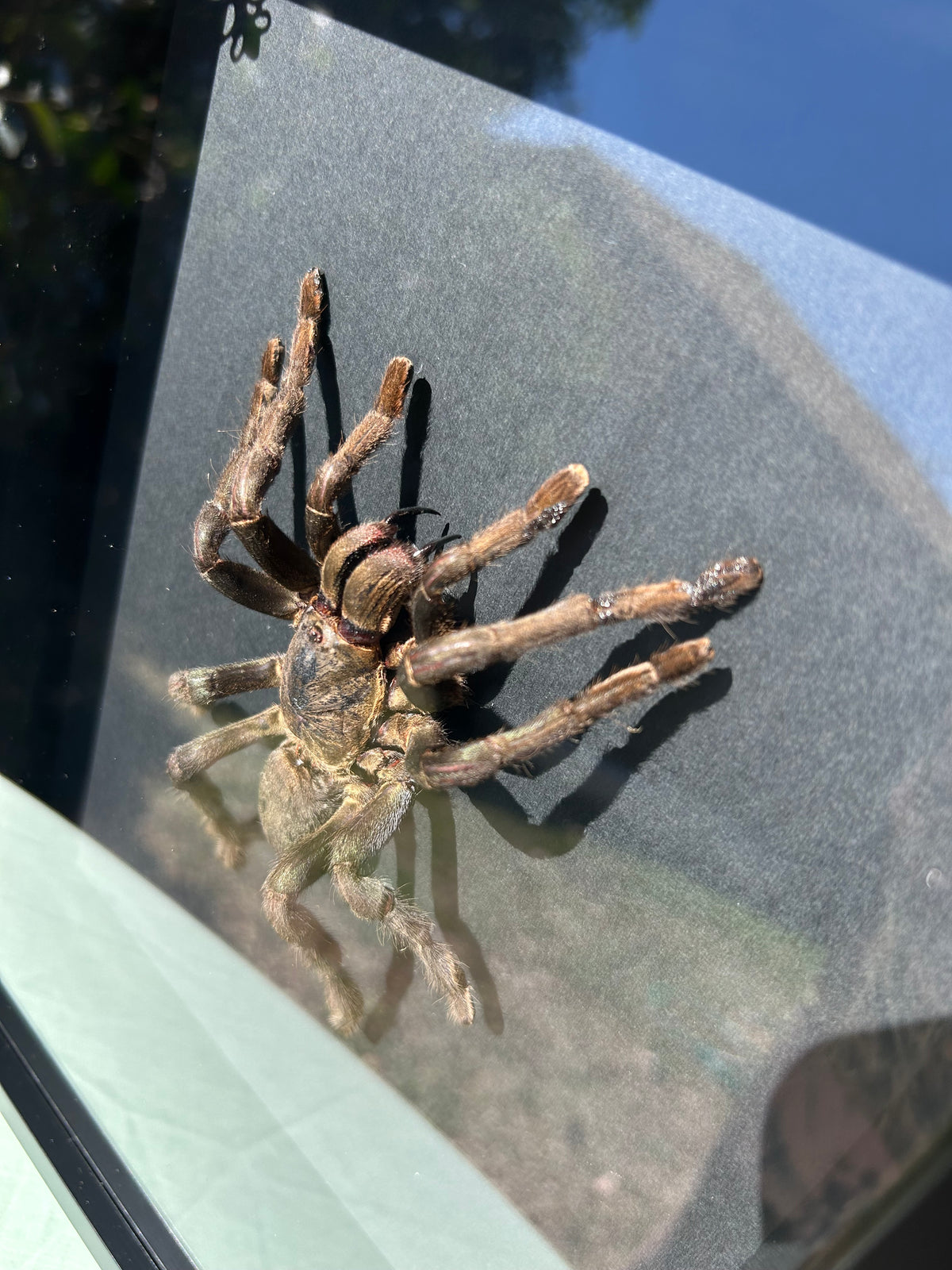 Cyriopagopus lividus — Cobalt Blue Tarantula